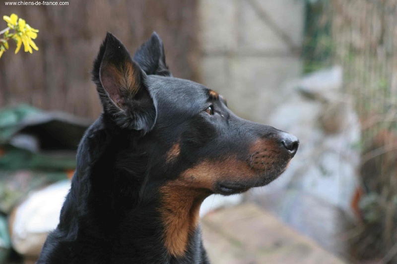 Thalia du clan des erynies