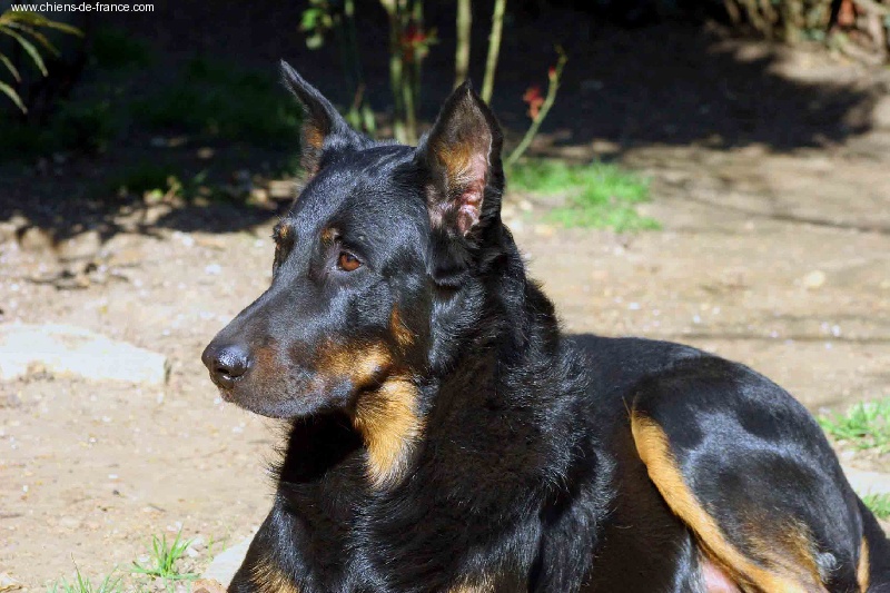 Réha Des ombres de feu