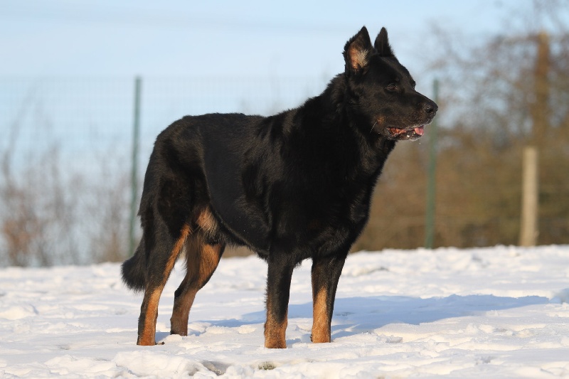 Salambot Des ombres de feu