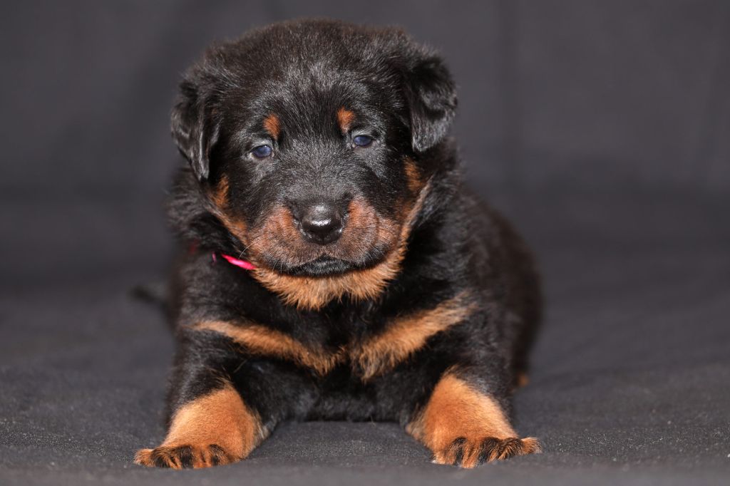 du clan des erynies - Berger de Beauce - Portée née le 29/10/2022